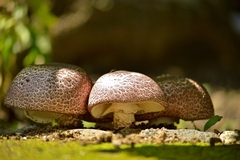 Lentinula