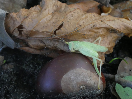 Oak bush-cricket