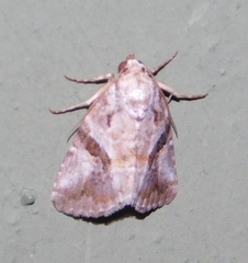 Diastema