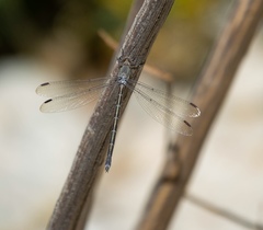 Archilestes