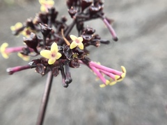 Kadua centranthoides