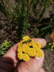 Hypocrites scabriusculus