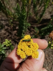 Hypocrites scabriusculus