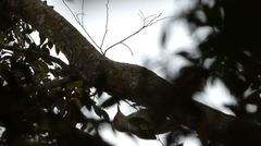 Melanerpes carolinus