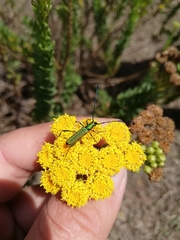 Hypocrites scabriusculus