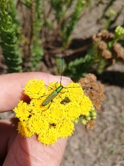 Hypocrites scabriusculus