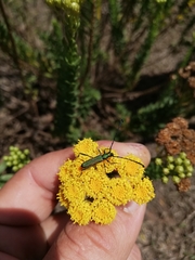 Hypocrites scabriusculus