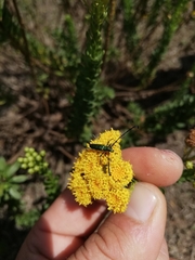 Hypocrites scabriusculus