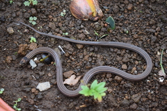 Rhadinella serperaster