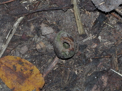 Muscardinus avellanarius