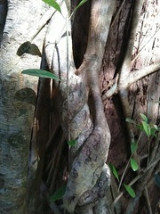 Coelospermum paniculatum
