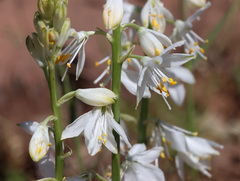 Anthericum baeticum, photograph (c) Joey Bom, some rights reserved (CC BY)