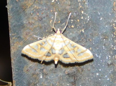 Pseudopyrausta