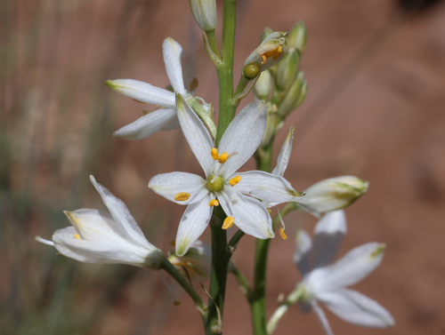 Anthericum baeticum, photograph 5