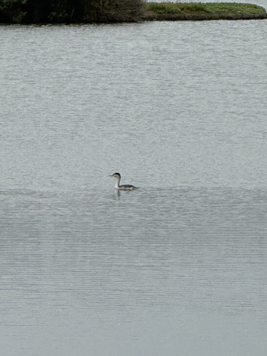 iNaturalist observation photo of Western and Clark's Grebes