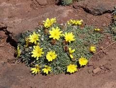 Catananche caespitosa, photograph (c) Joey Bom, some rights reserved (CC BY)
