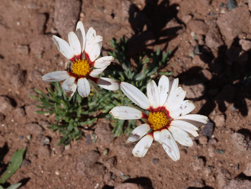 Rhodanthemum catananche, photograph 1