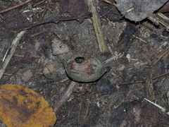 Muscardinus avellanarius