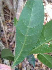 Coelospermum paniculatum