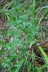 Chrysojasminum humile