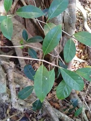 Coelospermum paniculatum