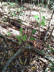 Coelospermum paniculatum
