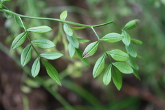 Chrysojasminum humile