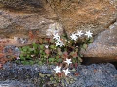 Crassula dentata
