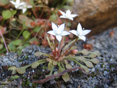 Crassula dentata