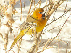 Streak-Backed Oriole photo 5