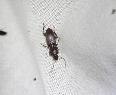 Stenomorphus