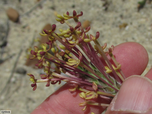 Tufted Catstailbush (Gosela eckloniana)