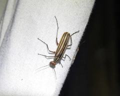 Epicauta occidentalis