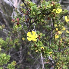 Hibbertia monogyna