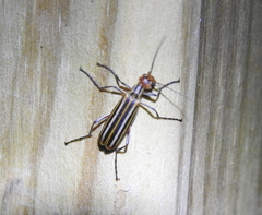 Epicauta occidentalis