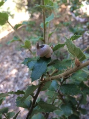 Heteroecus sanctaeclarae