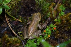 Isthmohyla rivularis