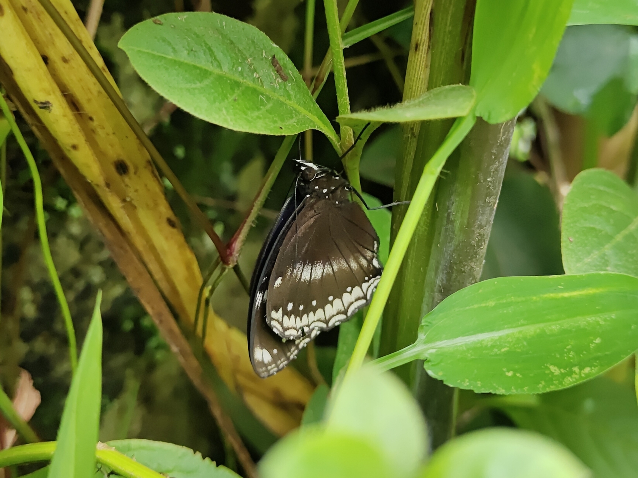 Great Eggfly