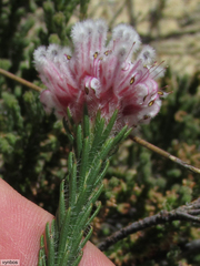 Sorocephalus lanatus