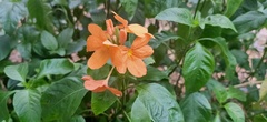 Crossandra infundibuliformis