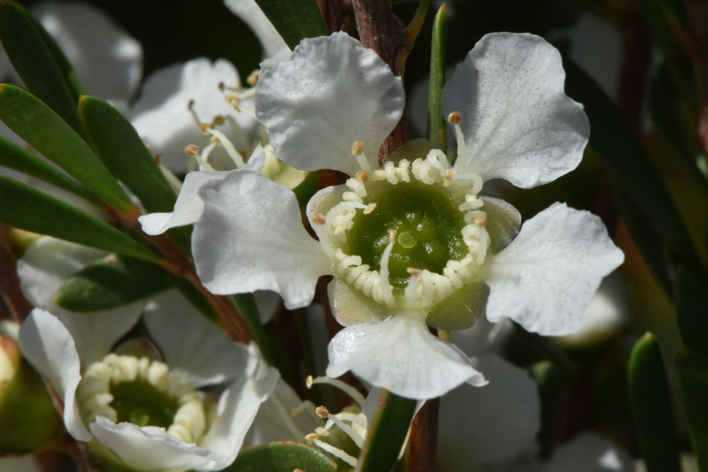 Homalospermum