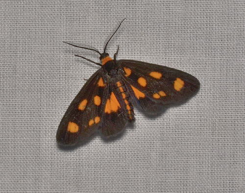 Asura cervicalis