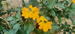 Crossandra zuluensis