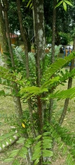Eurycoma longifolia