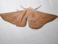 Monoctenia falernaria