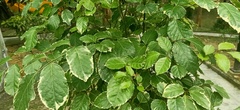 Angiospermae