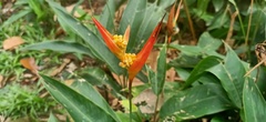 Heliconia psittacorum