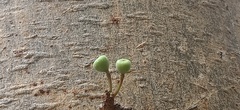 Ficus