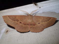 Monoctenia falernaria