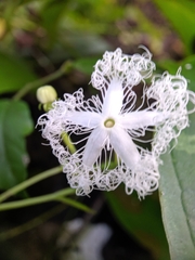 Trichosanthes cucumerina